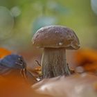 Steinpilz im Buchenwald