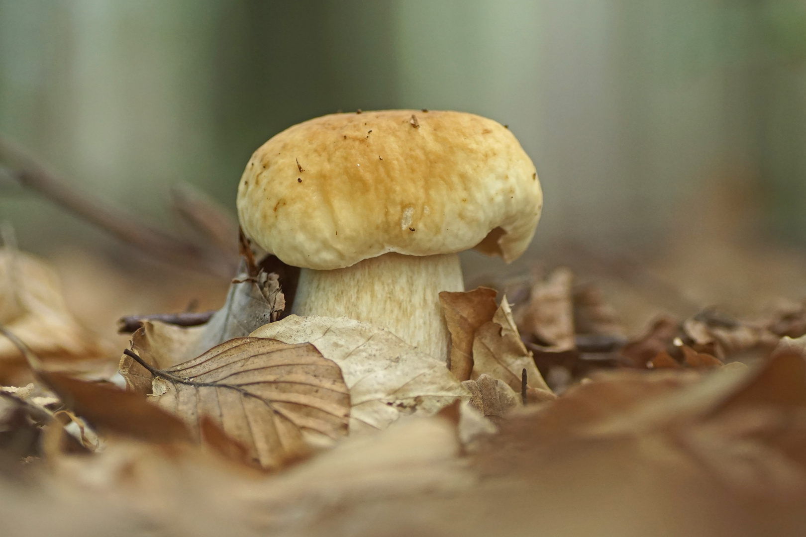 Steinpilz im Buchenwald