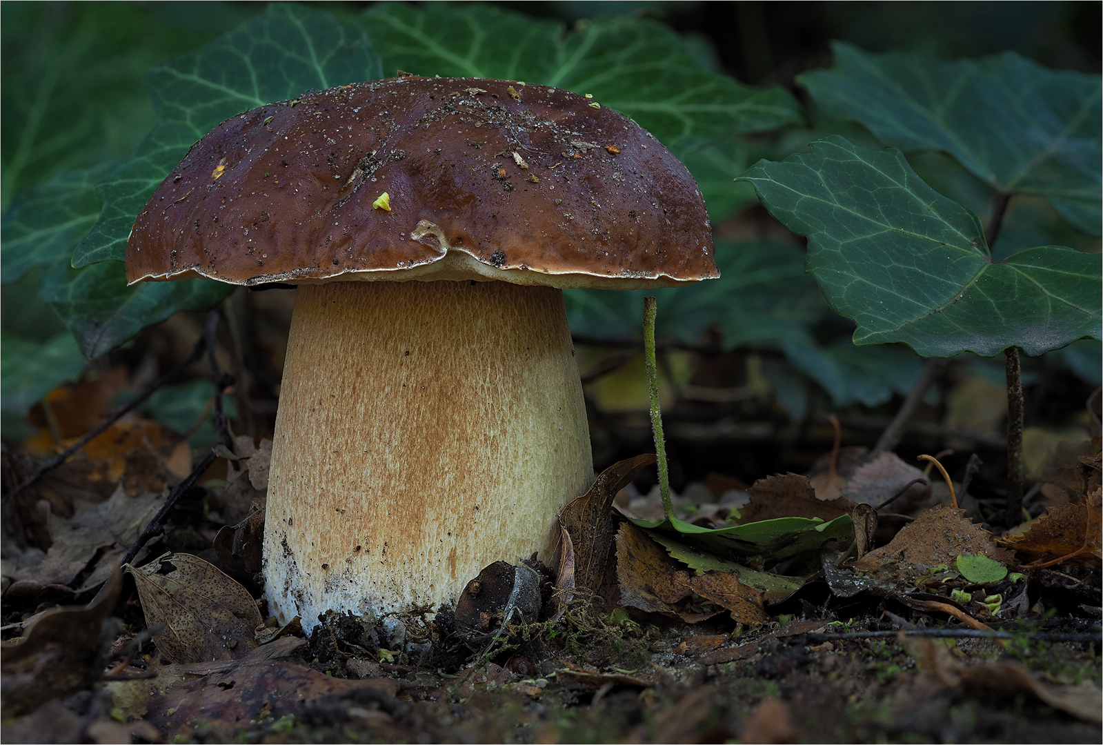 Steinpilz im Garten