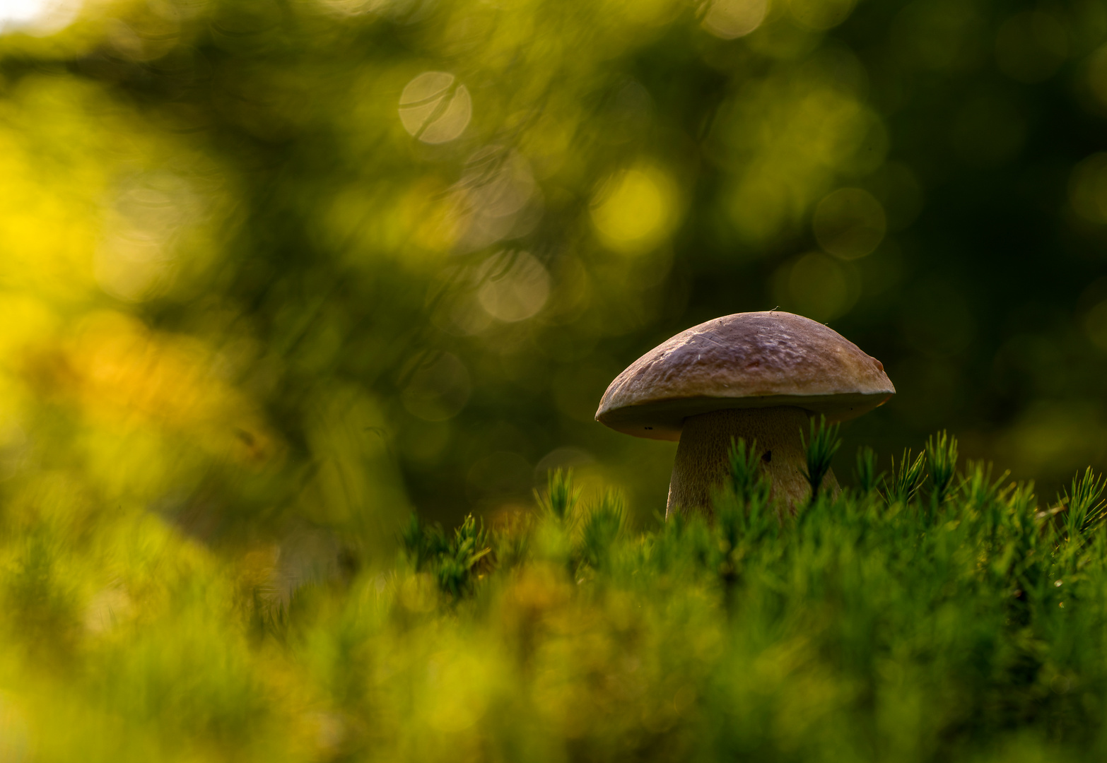 Steinpilz im letzten Abendlicht