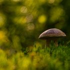 Steinpilz im letzten Abendlicht