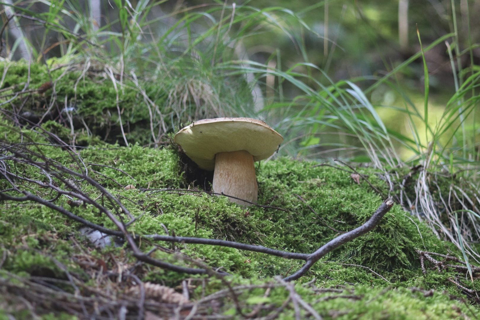 Steinpilz im Moos