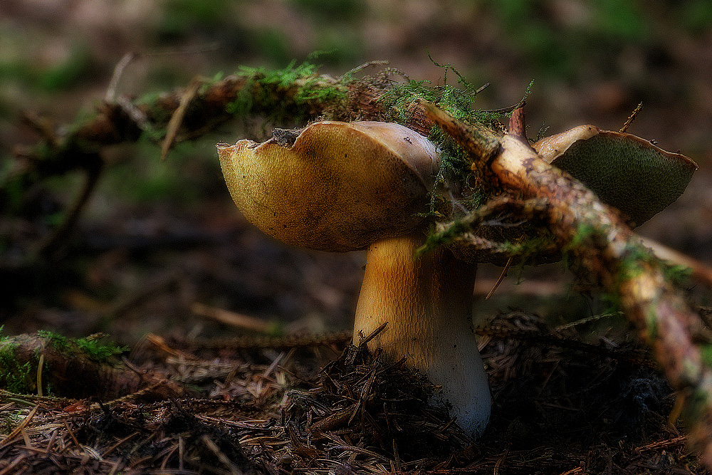 Steinpilz im Nadelwald