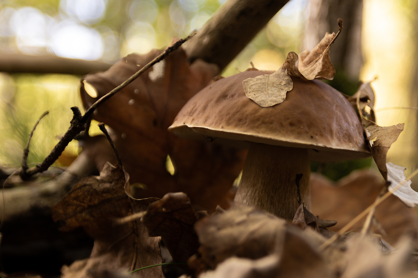 Steinpilz im Wald 