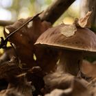 Steinpilz im Wald 