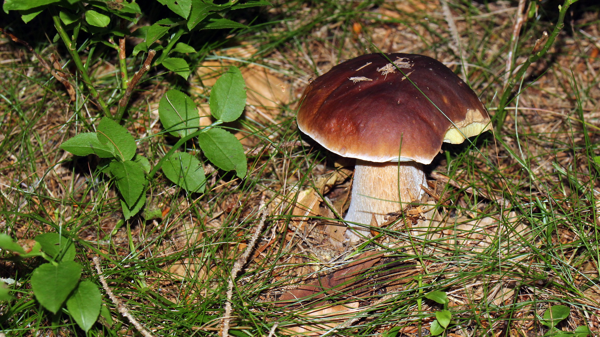 Steinpilz im Wald