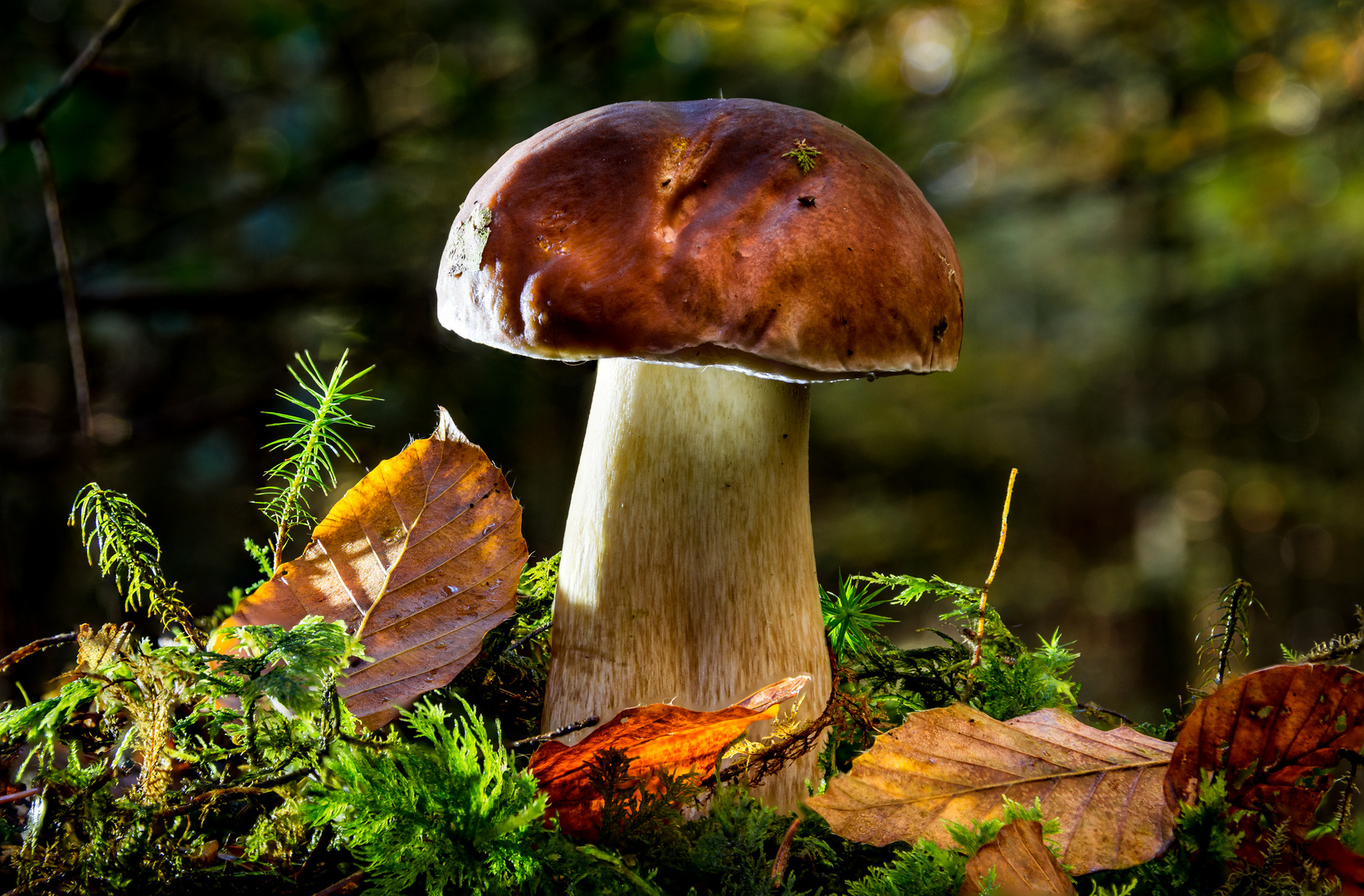 Steinpilz im Wald 