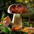 Steinpilz im Wald 