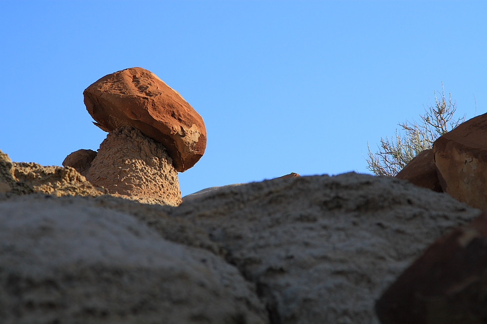 Steinpilz in New Mexico