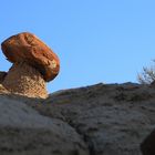 Steinpilz in New Mexico