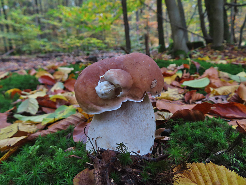 Steinpilz mit Anhang