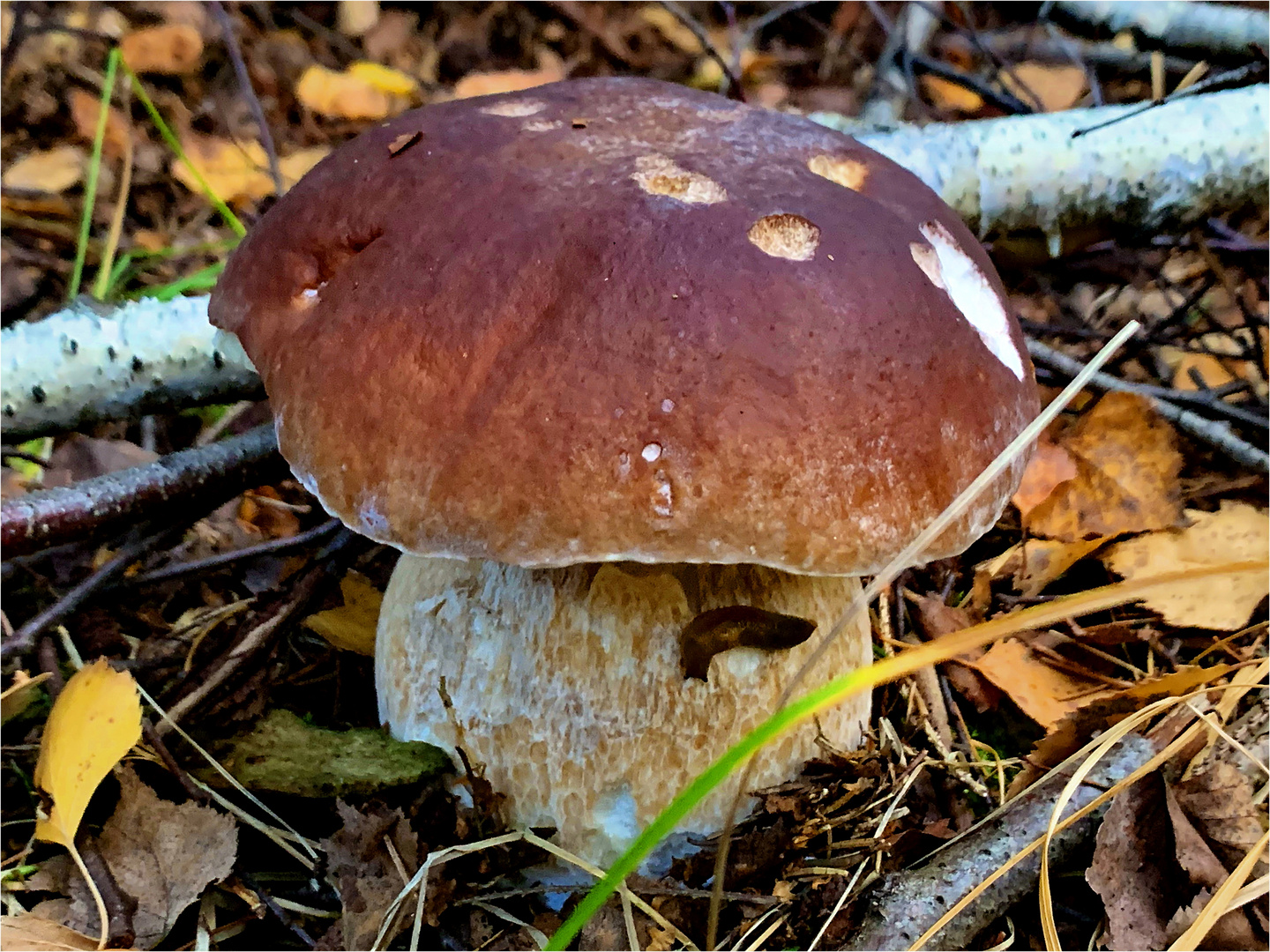 Steinpilz mit Besucher 