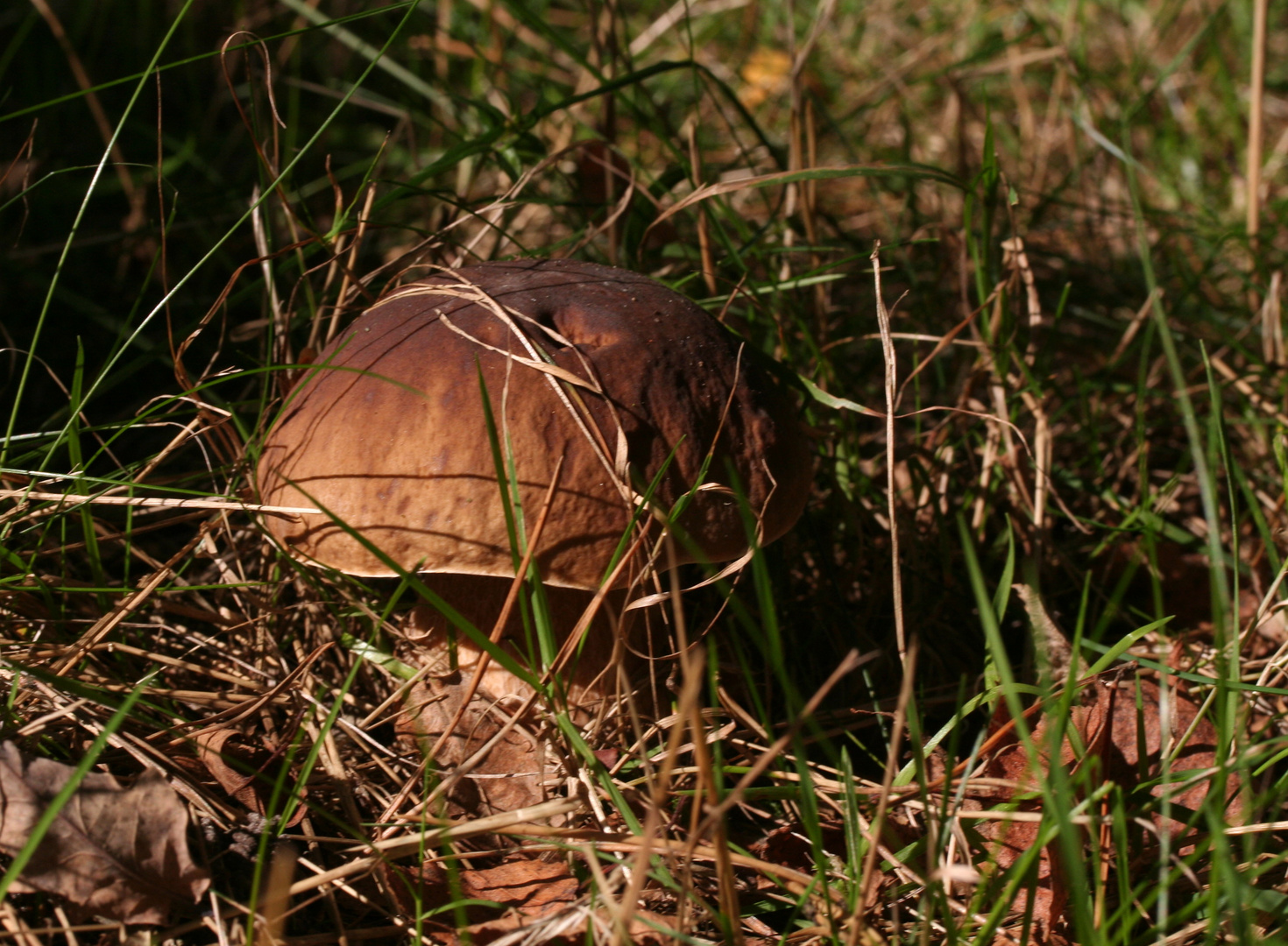 Steinpilz noch versteckt und unberührt