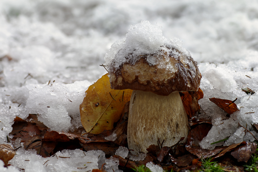 Steinpilz "On the Rocks"