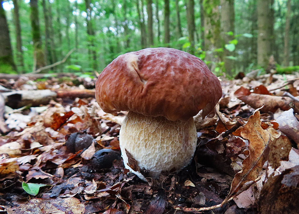 Steinpilz von heute