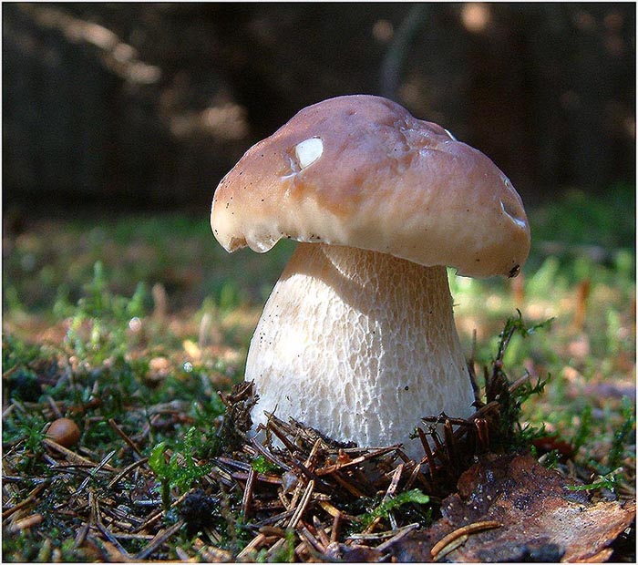 Steinpilze Verkaufen Steinpilze Verkaufen