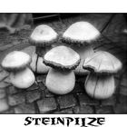 Steinpilze