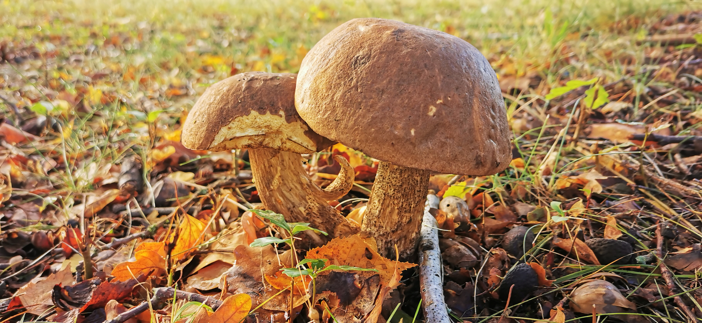 Steinpilze (?) auf der Wiese