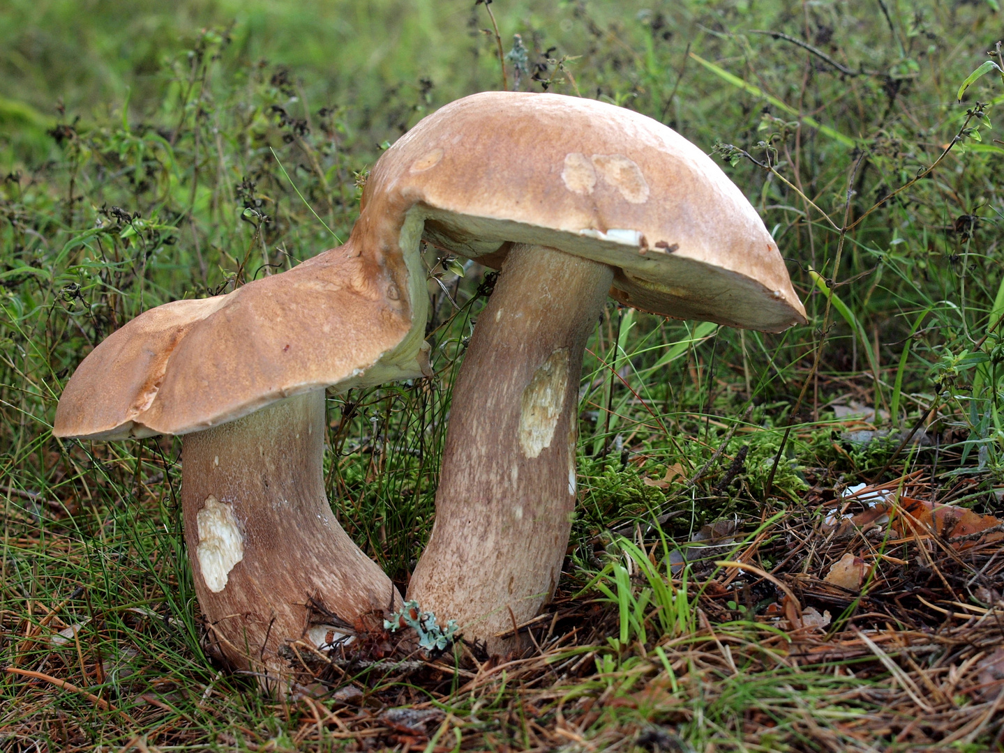 Steinpilze beim &amp;quot;Zungenkuß&amp;quot; Foto &amp; Bild | natur, pilz, pilze Bilder auf ...