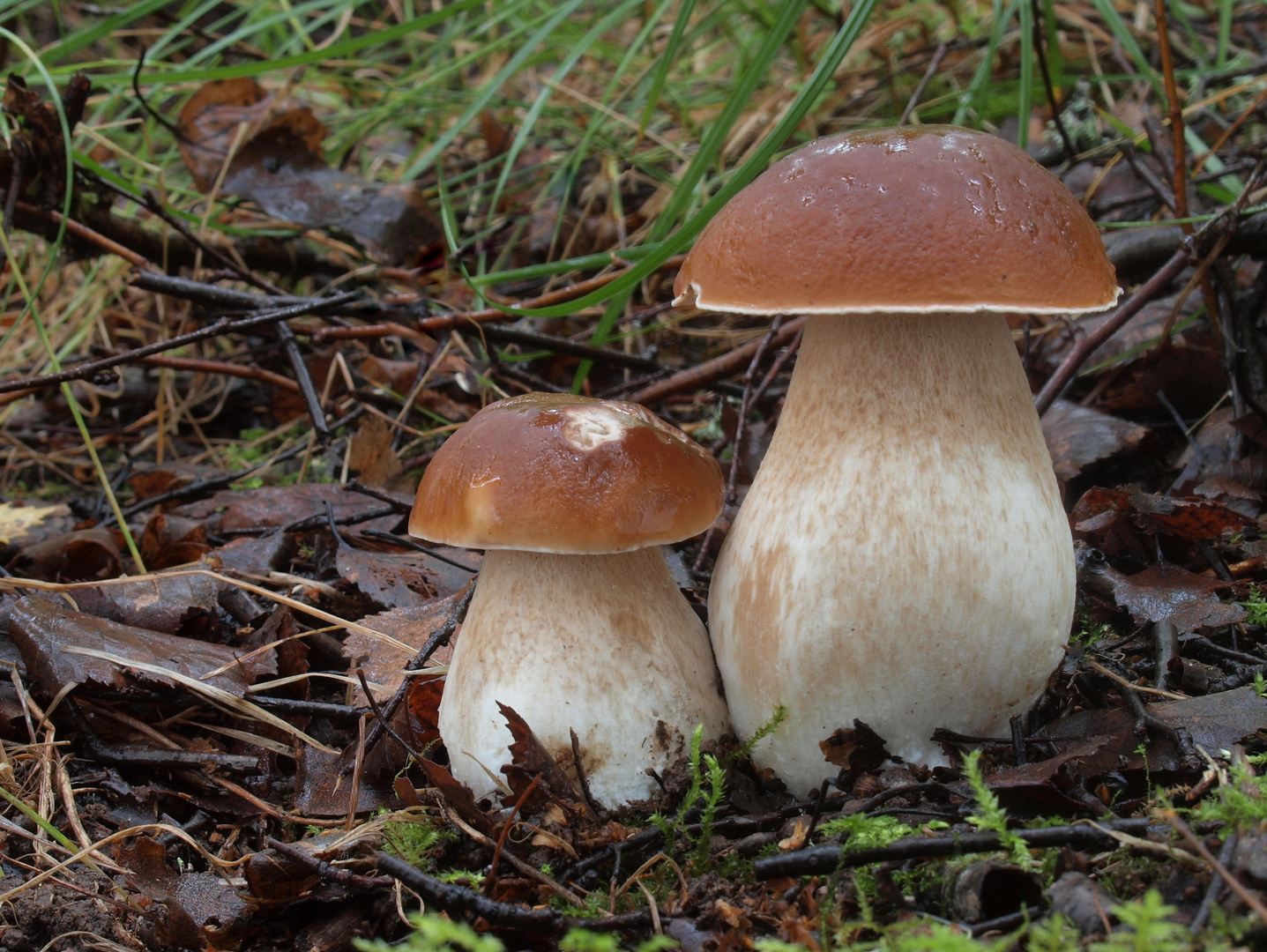 Steinpilze - Brüderchen und Schwesterchen