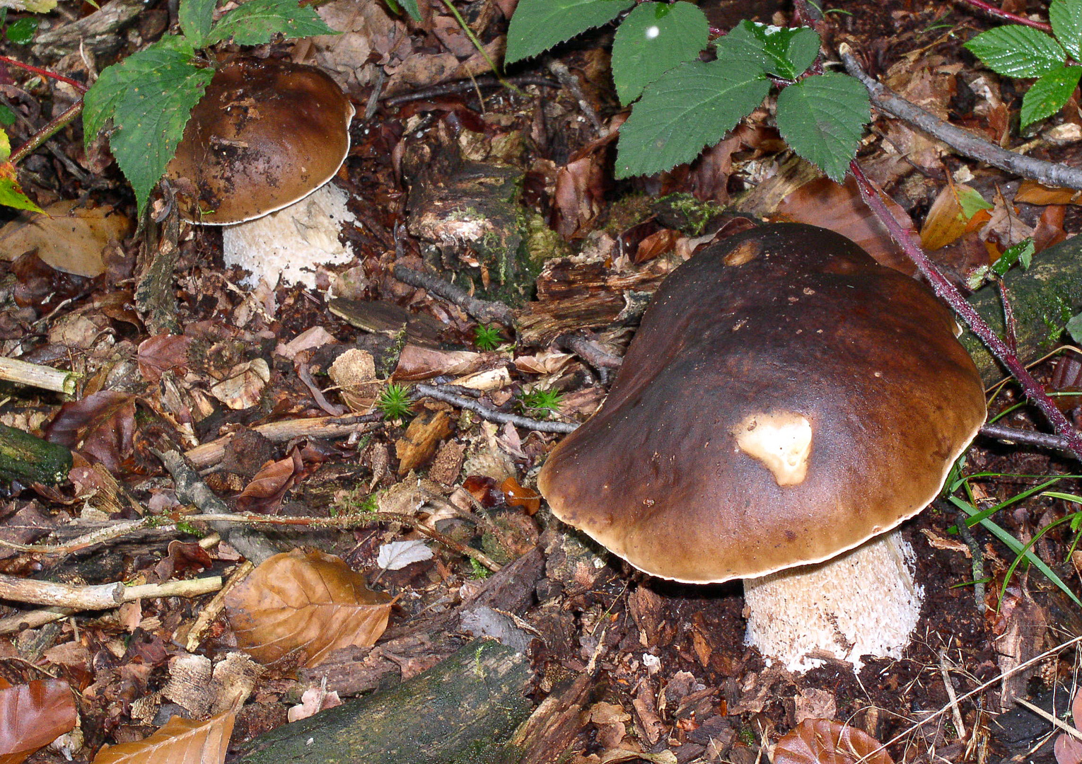 Steinpilze im Duett