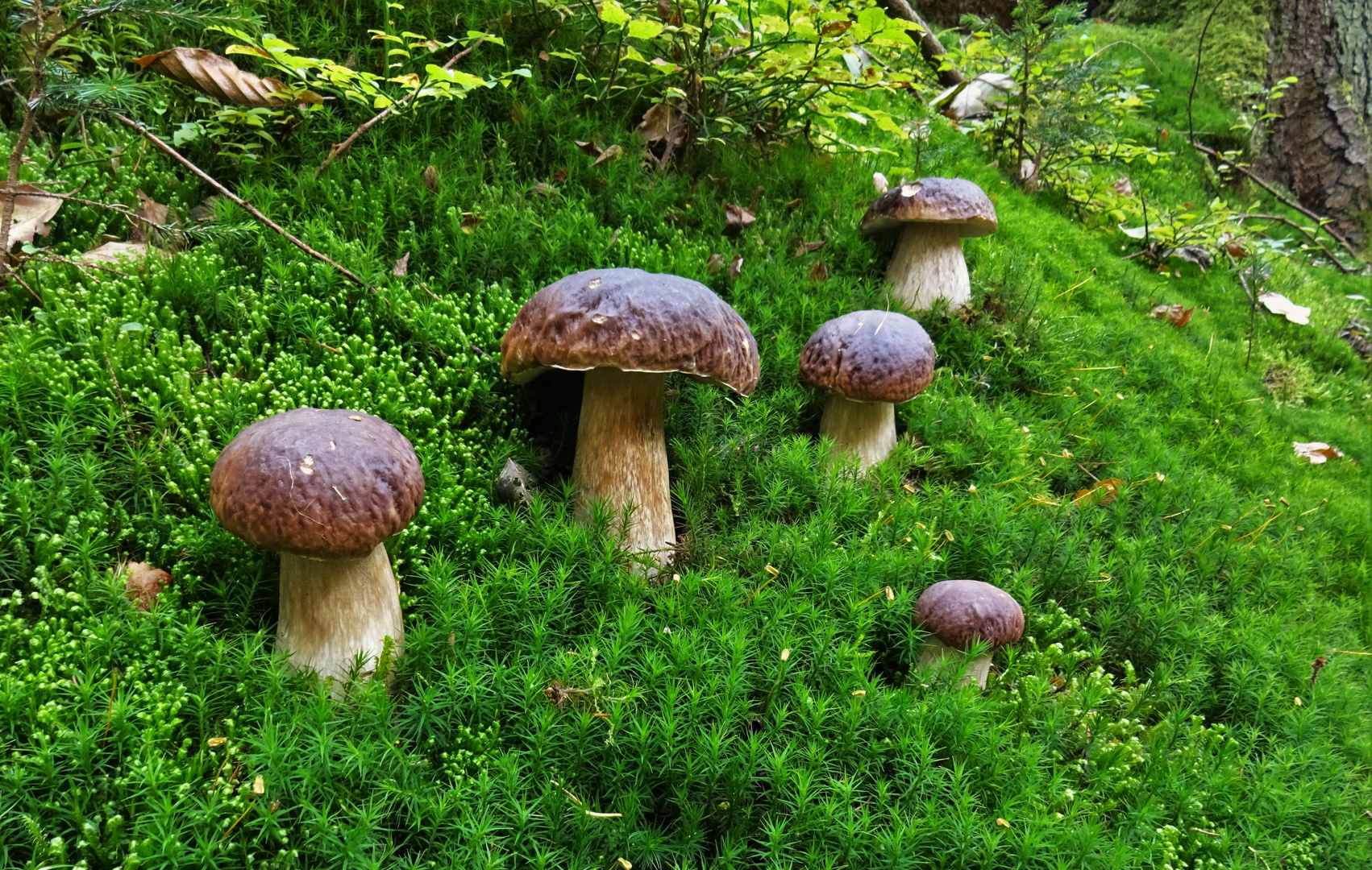 Steinpilze im Naturpark Frankenwald