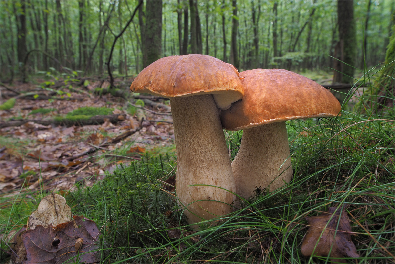 Steinpilze im Rotkappenwald.....