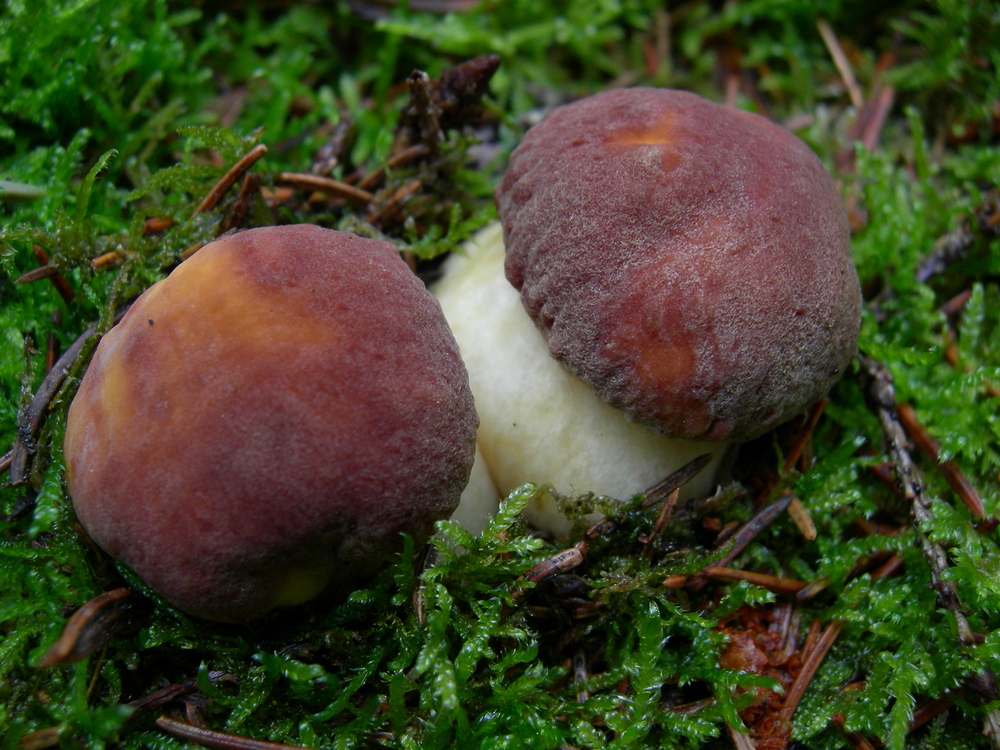 Steinpilze Verkaufen Steinpilze Verkaufen