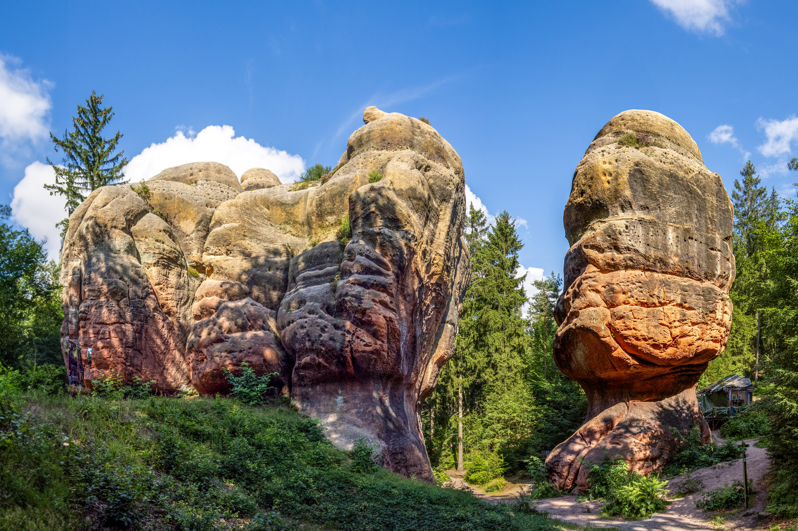 Steinpilze mit Durchblick Foto &amp; Bild | deutschland, europe, sachsen ...