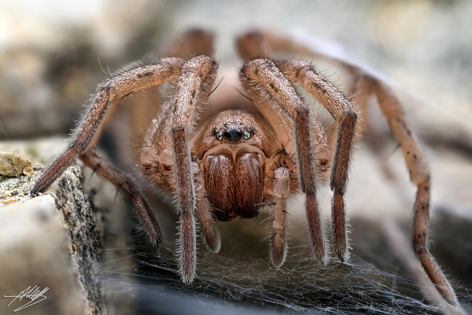 Steinplattenspinne (Drassodes sp.)