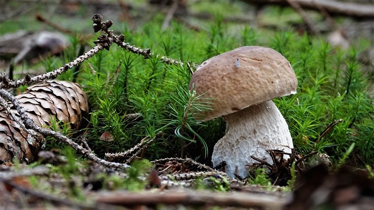 Steinpliz im Wald