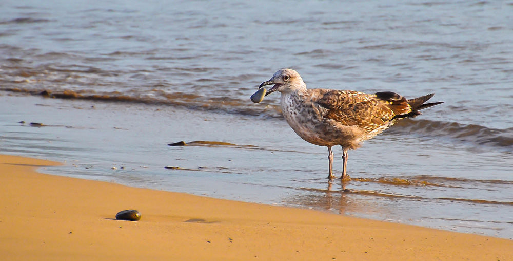 "Steinreiche" Möwe