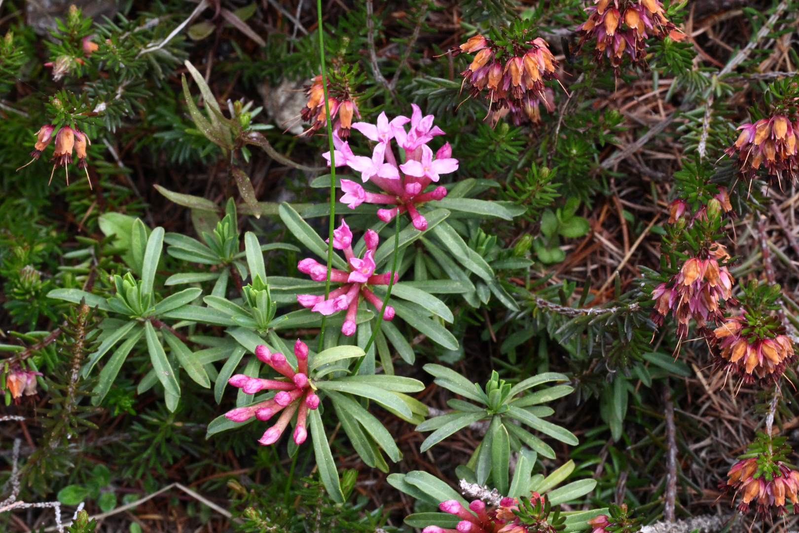 Steinröschen (Daphne striata)