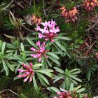 Steinröschen (Daphne striata)