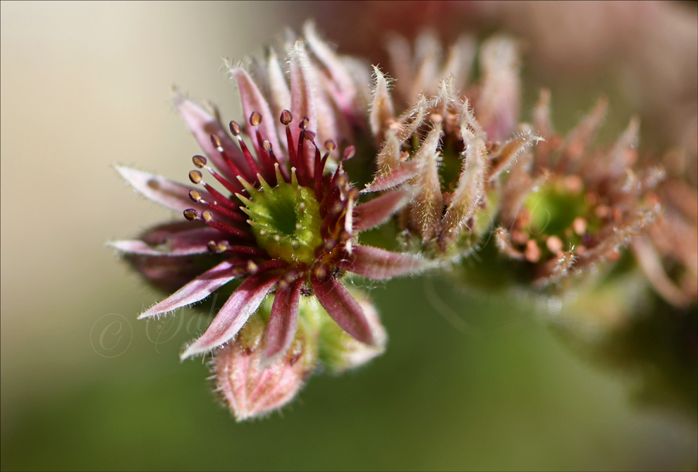 Steinrose Foto & Bild natur, blume, pflanzen Bilder auf