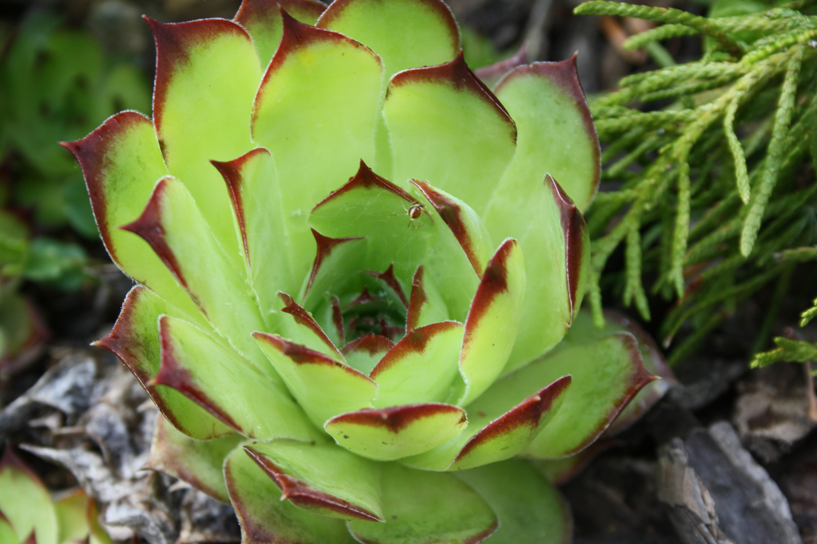 Steinrose Foto & Bild pflanzen, pilze & flechten, blüten