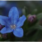 Steinsame (Lithodora diffusa)