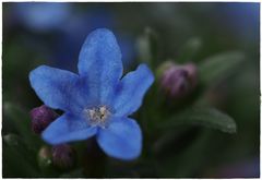 Steinsame (Lithodora diffusa)