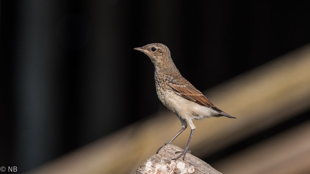 "Steinschmätzer-Jungvogel 2021"