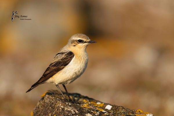 Steinschmätzer // Öland