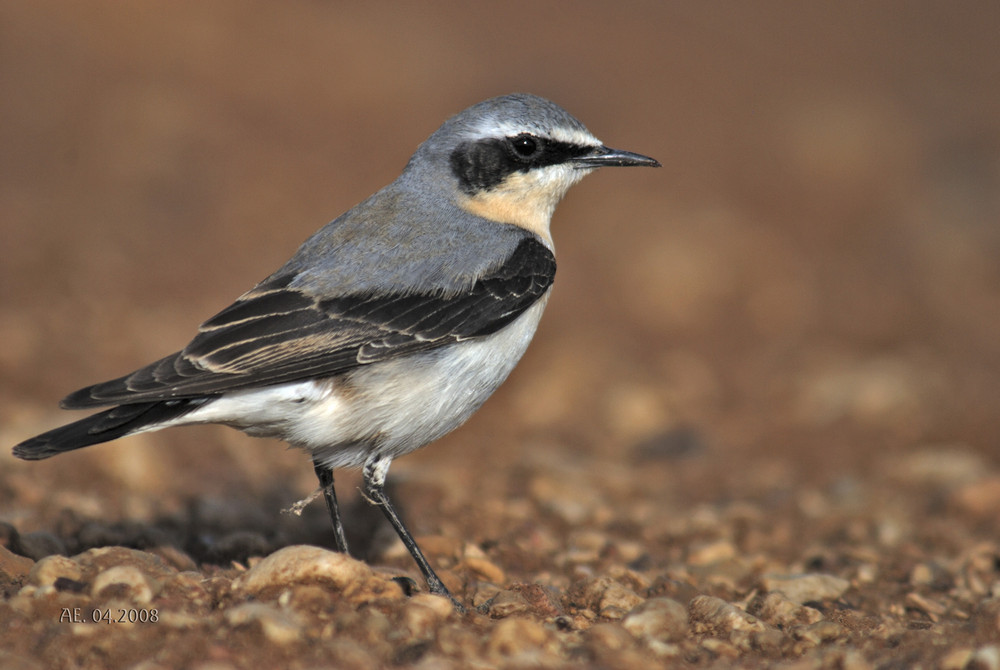 Steinschmätzer  (Oenanthe hispanica )