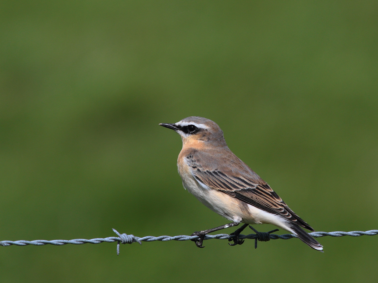 Steinschmätzer (Oenanthe oenanthe)