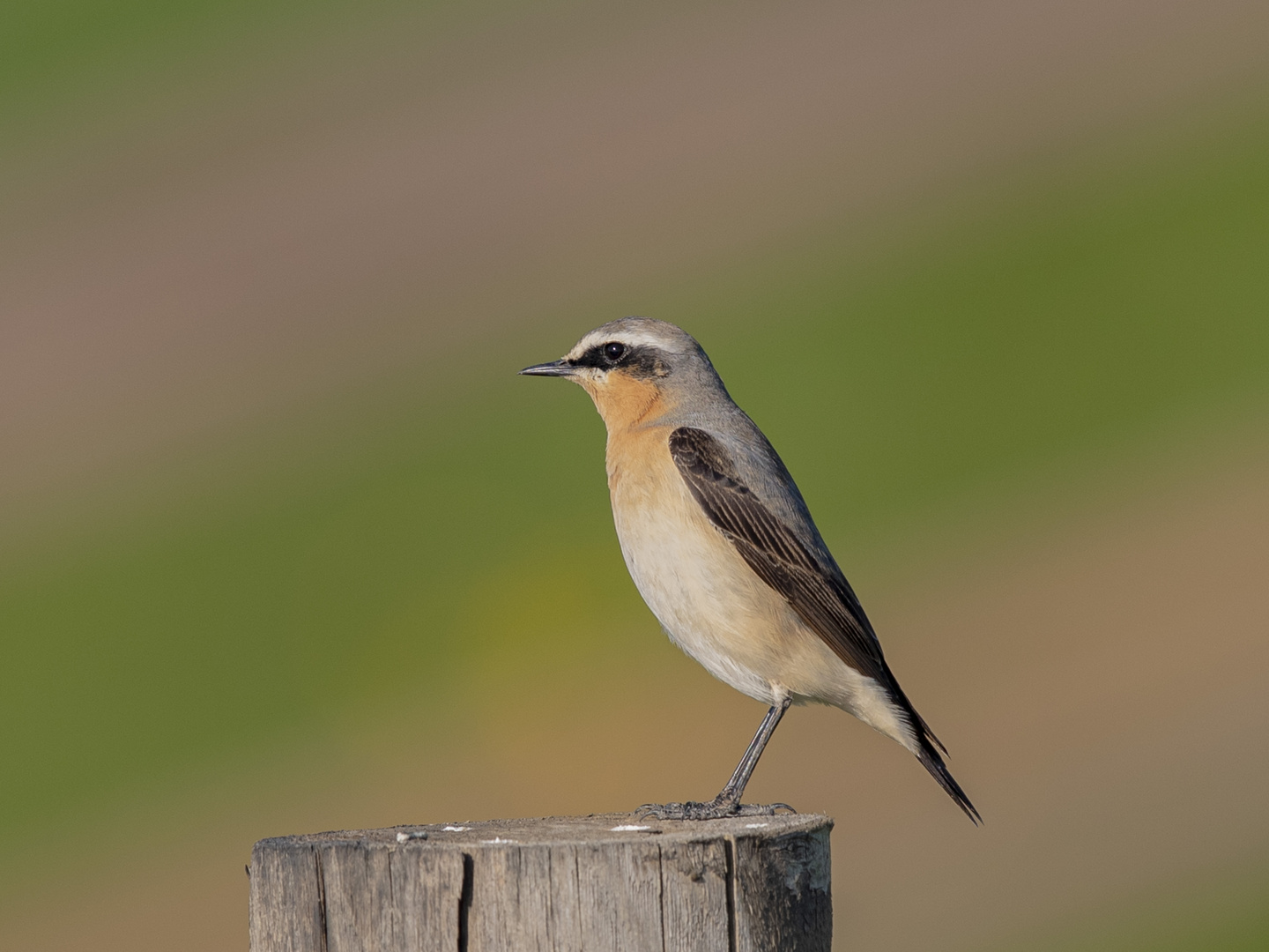 STEINSCHMÄTZER (Oenanthe Oenanthe)