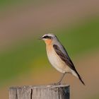 STEINSCHMÄTZER (Oenanthe Oenanthe)