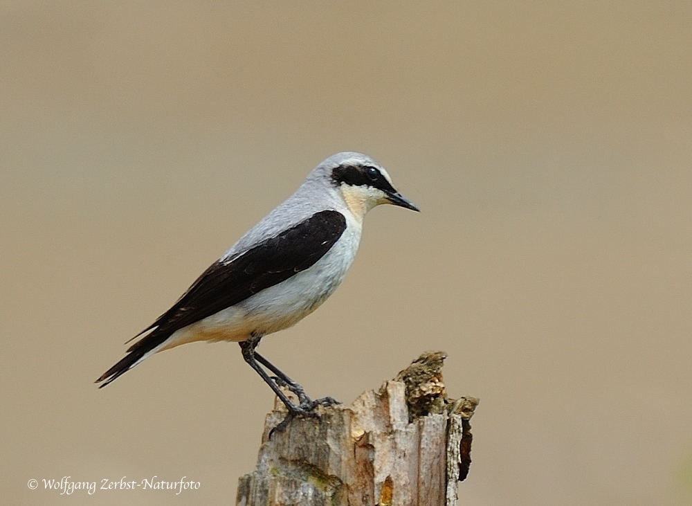 --- Steinschmätzer --- ( Oenanthe oenanthe )