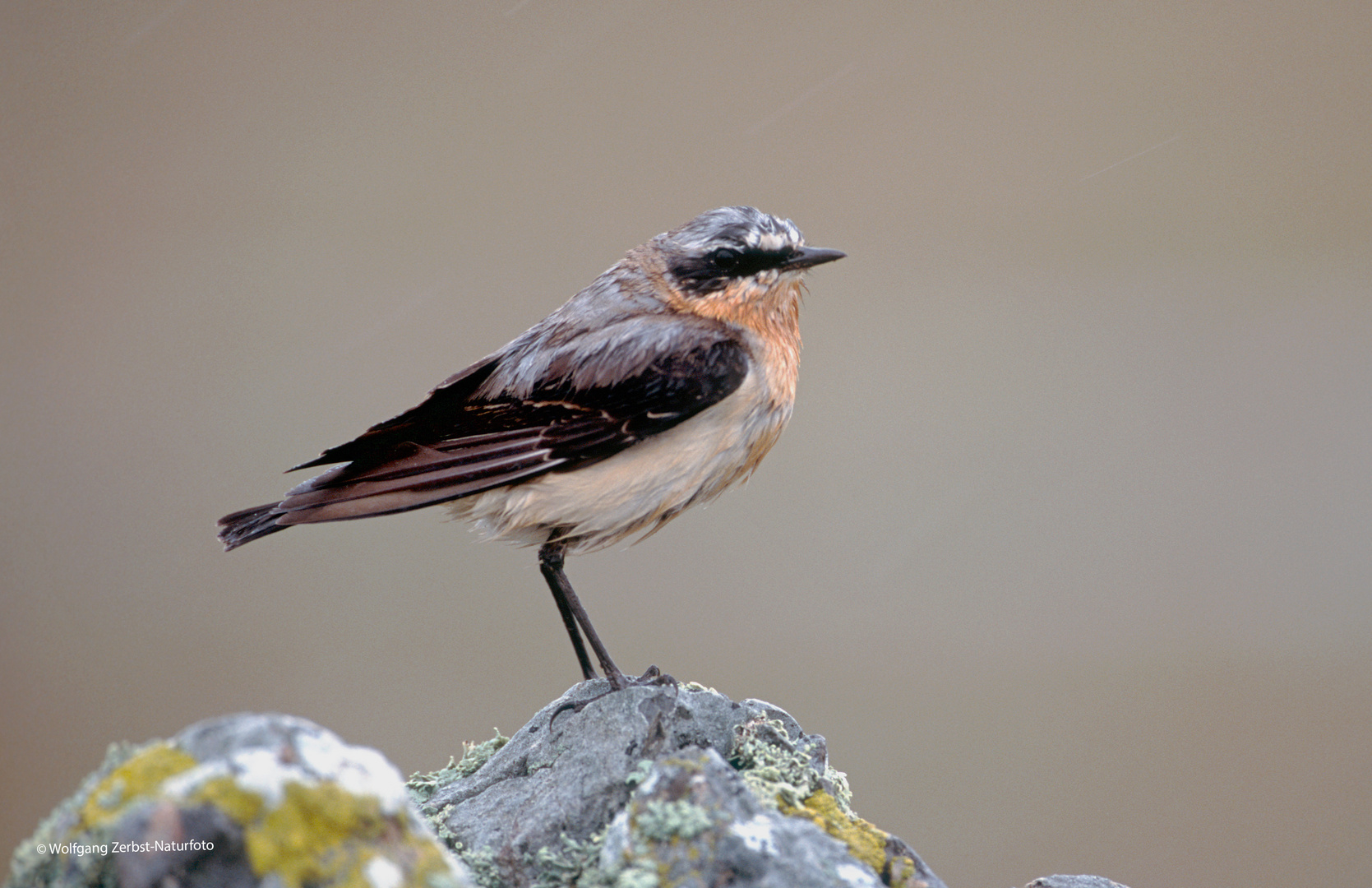 --- Steinschmätzer ---   ( Oenanthe oenanthe )