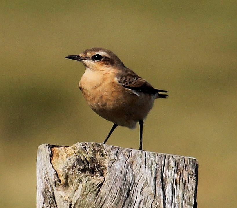 Steinschmätzer [Oenanthe oenanthe]