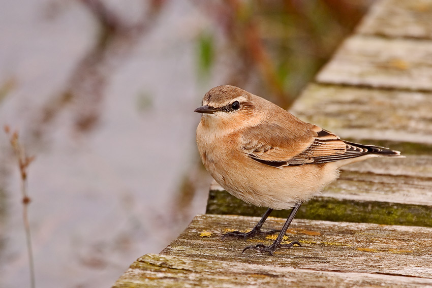 Steinschmätzer (Oenanthe oenanthe)