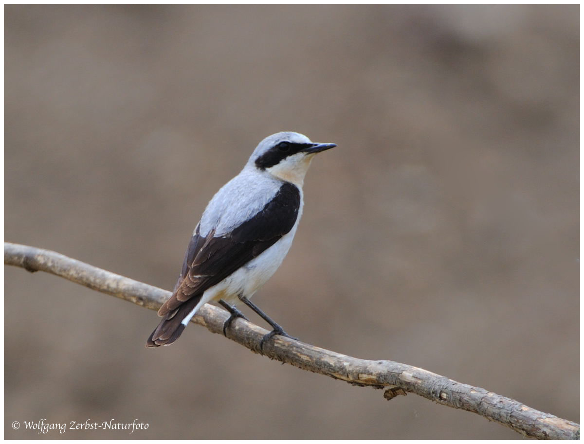 --- Steinschmätzer ---- ( Oenanthe oenanthe )