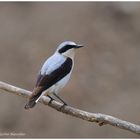 --- Steinschmätzer ---- ( Oenanthe oenanthe )